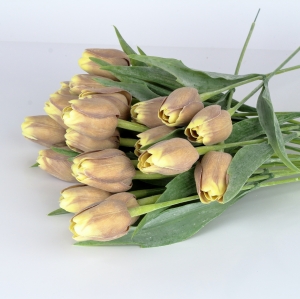 Tulipán hnedo-žltý