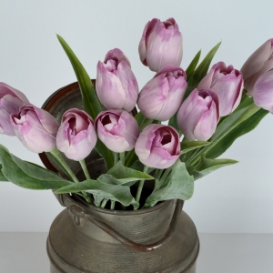 Tulipán levanduľový