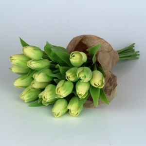 Tulipán svetlo zelený 40cm