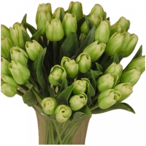 Tulipán zelený 40cm