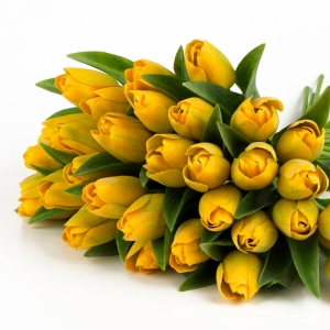 Tulipán tmavo žltý 40cm