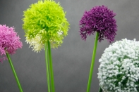 Umelé kvety cesnak fialový