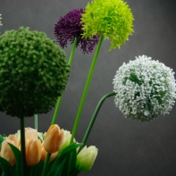 Umelé kvety cesnak fialový