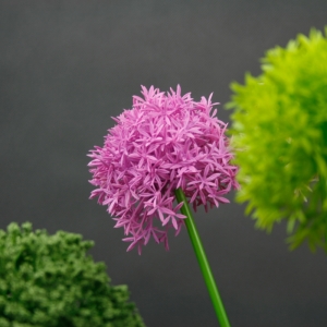 Umelé kvety cesnak ružový 65cm