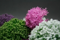 Umelé kvety cesnak ružový 65cm