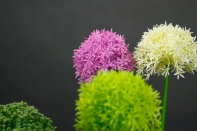 Umelé kvety cesnak ružový 65cm