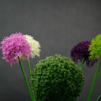 Umelé kvety cesnak ružový 65cm