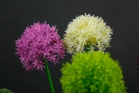 Umelé kvetiny cesnak žĺtý