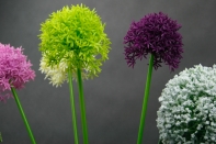 Umelé kvetiny cesnak žĺtý