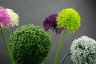 Umelé kvetiny cesnak žĺtý