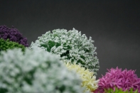 Umelé kvety ako živé cesnak biely