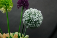 Umelé kvety ako živé cesnak biely