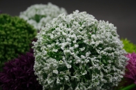 Umelé kvety ako živé cesnak biely