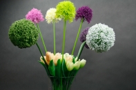 Umelé kvety ako živé cesnak biely