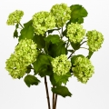 Viburnum zelený 85cm