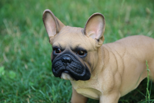 Záhradná dekorácia buldoček 33cm