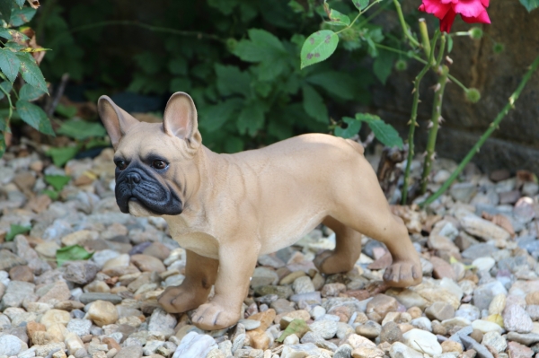 Záhradná dekorácia buldoček 33cm