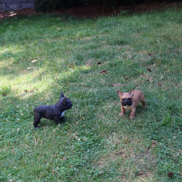 Záhradná dekorácia buldoček 33cm