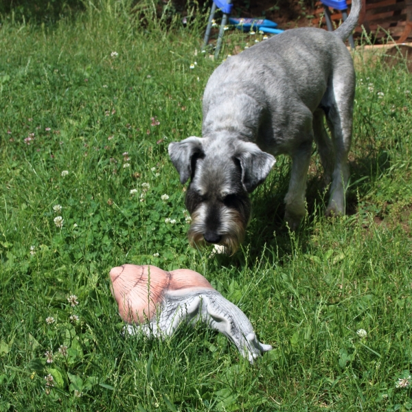 Záhradná dekorácia šnek XXL 5kg