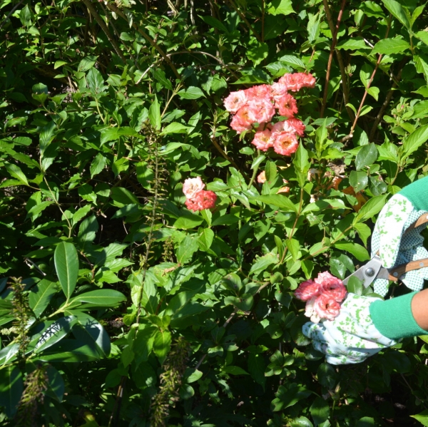 Záhradné rukavice s potlačou ruží 12 x 10 x 26,3 cm zelené