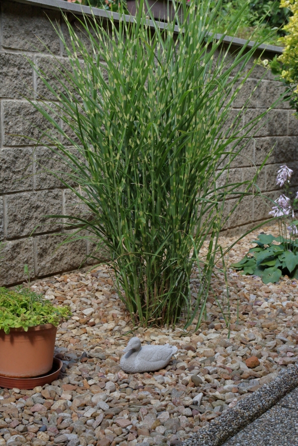 Záhradné sochy zvierat Kačica betónová sivá 20x10,5x11,5cm