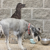 Zápich do trávnika pes 57cm