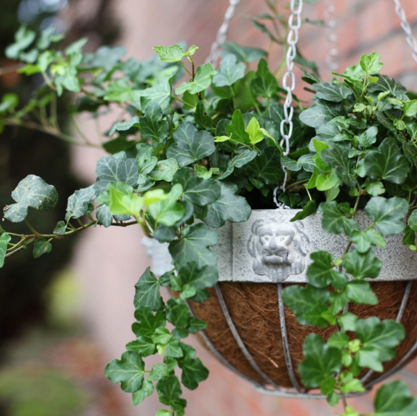 Závesný kvetináč 26 x 26 x 16 cm levie hlavy
