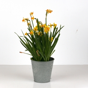 Zinkový kvetináč 15,5cm