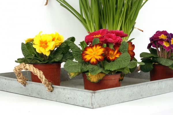 Zinkový tácku 49x33,5cm